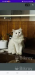 Persian Adult male cat
